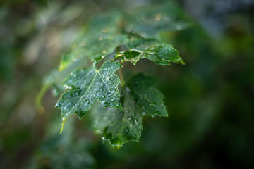 Rain Soaked Leaf During Summer