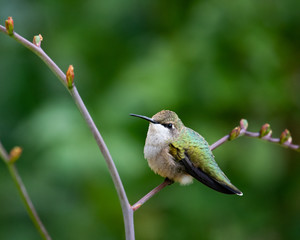 Ruby throated hummingbird resting on branch