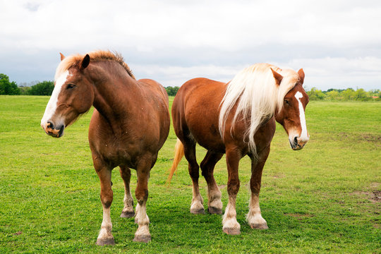Belgian Draft Horses