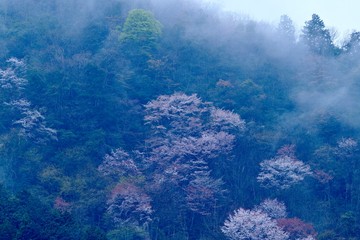 Fototapeta na wymiar 朝霧と天空の桜、霧の中の桜