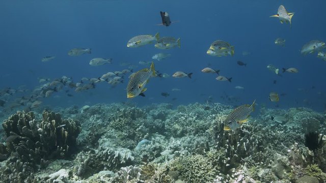 Colorful coral reef with healthy corals and plenty fish. Tubbataha Reef dive site Delsan Wreck 4k footage