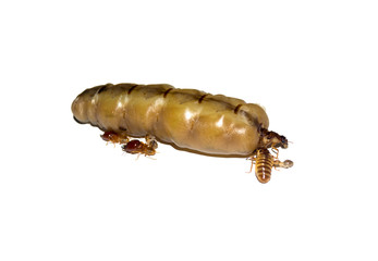 One prominent termite queen and white background
