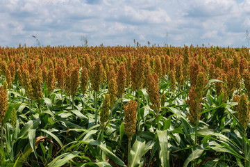 Millet or Sorghum Cereal Field
