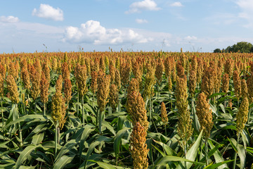 Millet or Sorghum Cereal Field