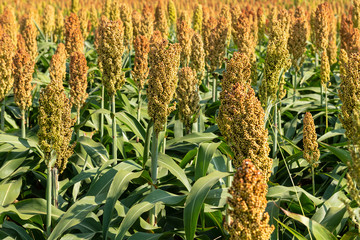 Obraz premium Millet or Sorghum cereal crop in a field. It is widely cultivated in warm regions and is a major source of grain and of feed for livestock.