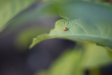 ladybug on leaf