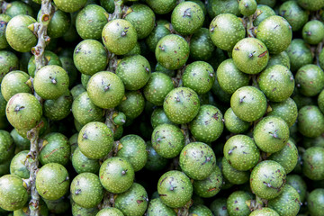 Green betel nut background. Closeup bunch of fresh green betel nut texture surface