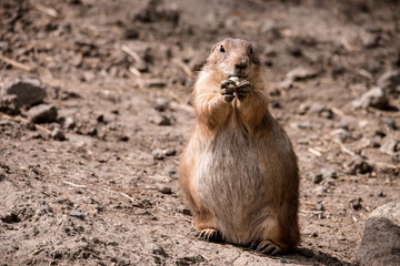 Prairie Dog Eating