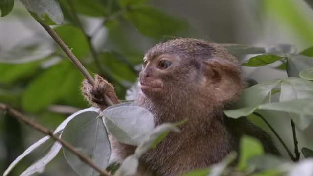 Pygmy Marmoset the world smallest monkey
