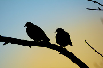 two pigeons in contrast at sunset