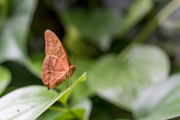 Butterfly perching on a leaf.