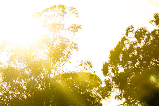 sunbeams going through the trees 