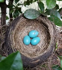 eggs in the nest