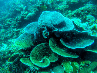 ダイビングする女性