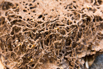 Closeup Termite nest with termites background texture. Anthill hive with termite