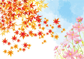 秋桜　秋　花　満開　花畑　空　水彩　背景　背景素材　紅葉　落ち葉