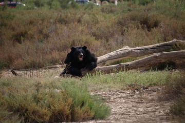 gros ours noir