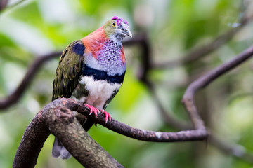 Superb fruit dove on a tree branch