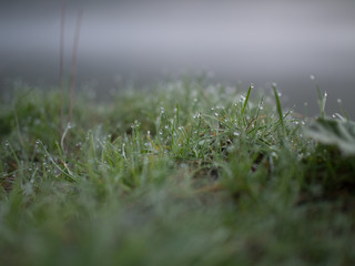 Fototapeta premium grass dew