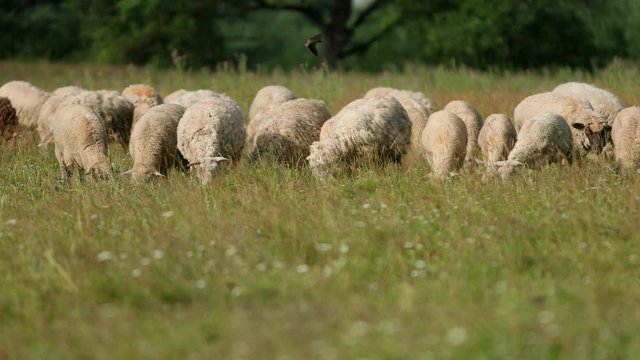 very many white and gray sheep grazing on the field, a herd of ewe lowered their heads eating green grass, beautiful nature, flying little birds, Sunny summer day, Wide angle, slow motion