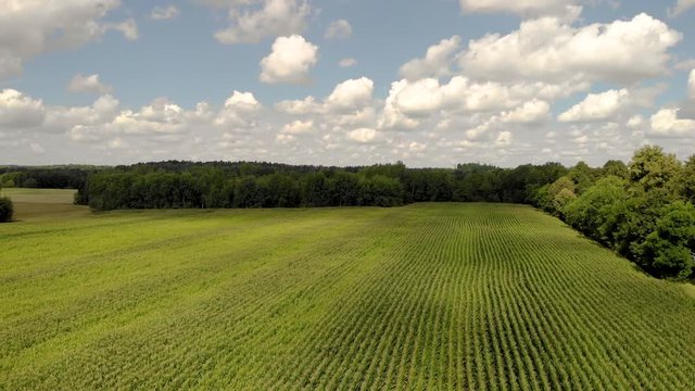 Calm flight over the cornfield, mature cornfield from above, beautiful landscape on the horizon, blue sky with white clouds and trees in the distance