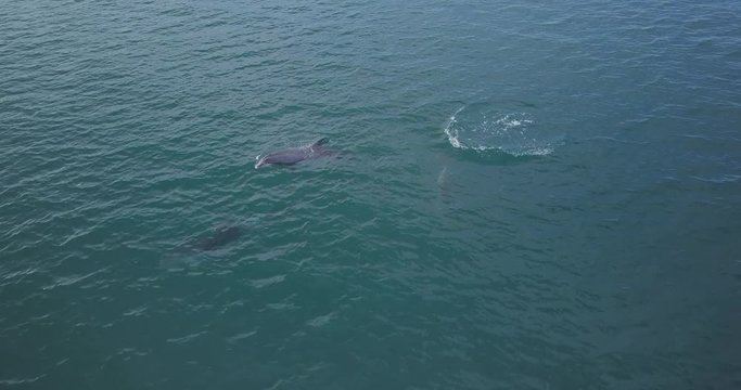 Bottlenose Dolphin Pod Playing in New Zealand, AERIAL TRACKING