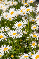 Daisy flower on green meadow. Chamomile background.