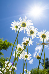 Blooming daisy against a blue sky. White yellow blooming meadow flower.