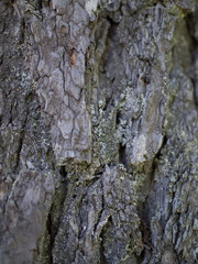 bark