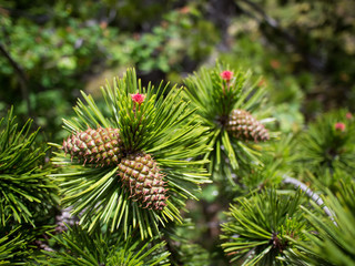 pine cone on a branch