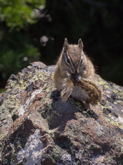 chipmunk