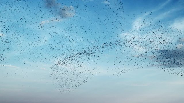 Large turbulent  flock of birds flying in blue sky, swarm of starlings in dynamic formation