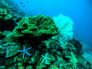 ダイビング　水中写真