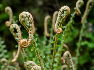 close up of fern