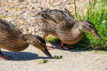 Ducks