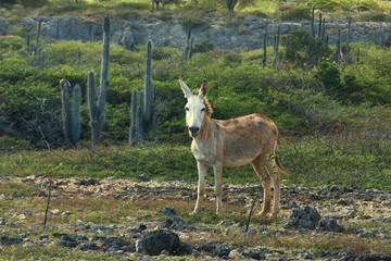 Wild Donkey in Washington Slagbaai National Park, Bonaire