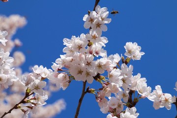 向ヶ岡公園の桜（福島県・塙町）