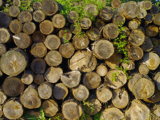 목재. 임업. 버섯. 나무.