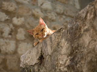 cat in the garden