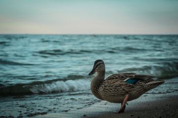duck beach