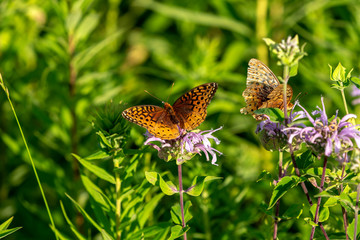 The monarch butterfly  (Danaus plexippus) on blooming meadow.