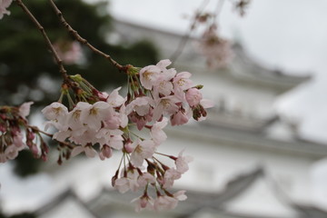 小田原城の桜