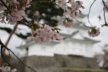 小田原城の桜