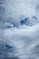 ave volando en cielo con nubes 