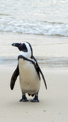 Pinguim-africano