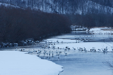 Japanese cranes at the river in Hokkaido