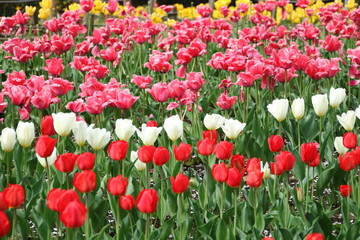 チューリップの花壇