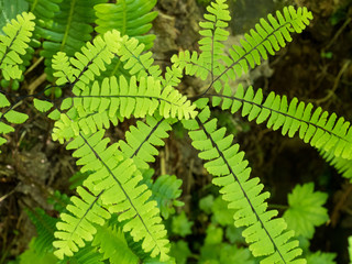leaf of fern