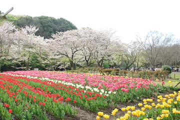 桜の花とチューリップの花壇