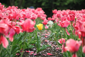チューリップの花壇